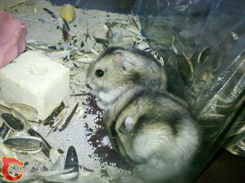 2011-02-02_14-01-42_78.jpg