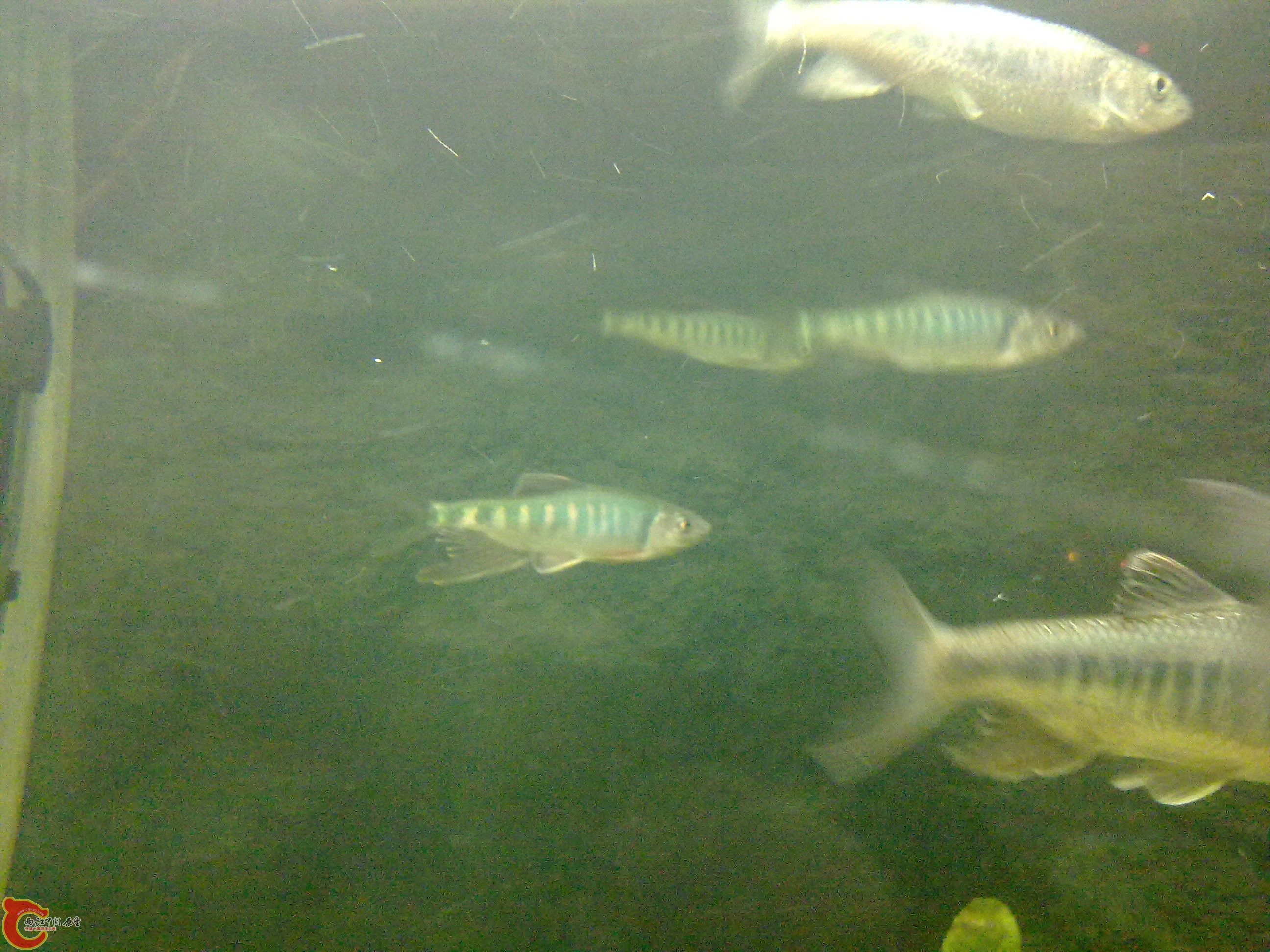 20110203554.jpg