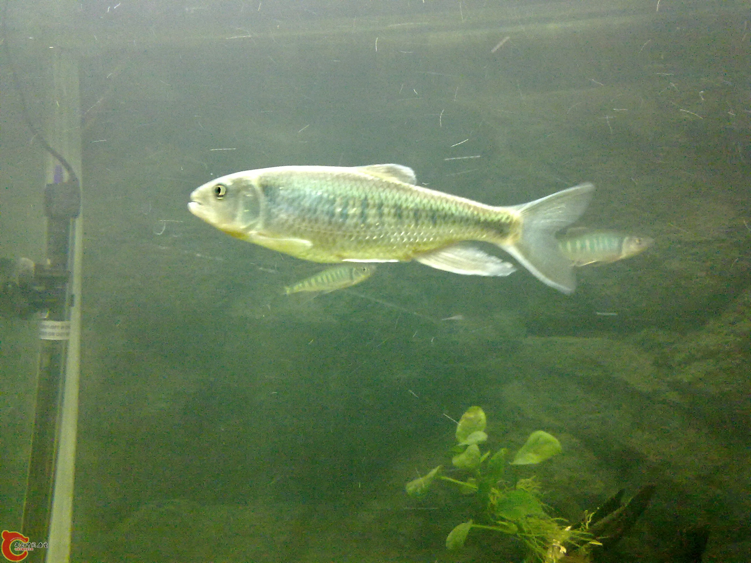 20110203546.jpg