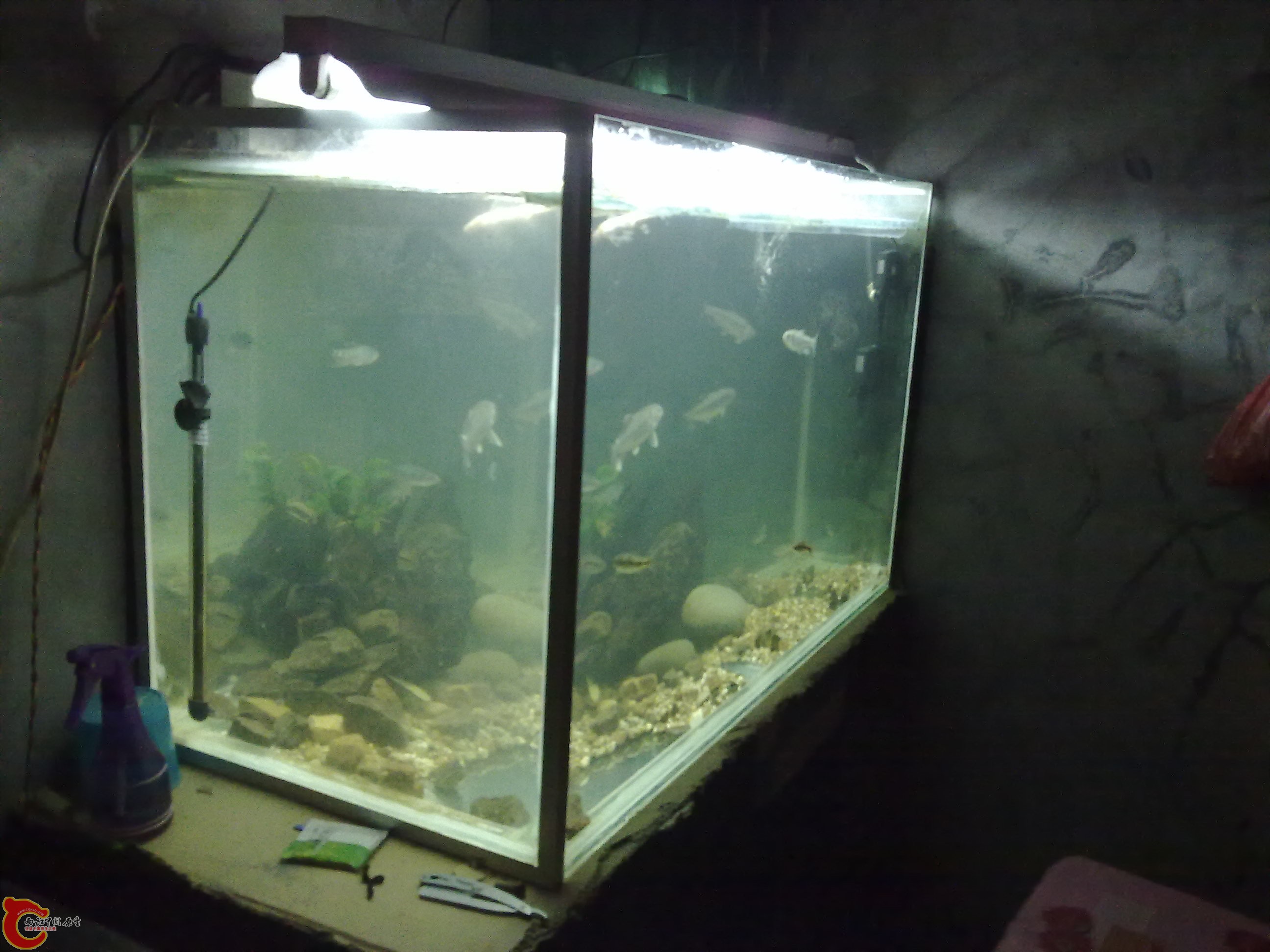 20110203474.jpg