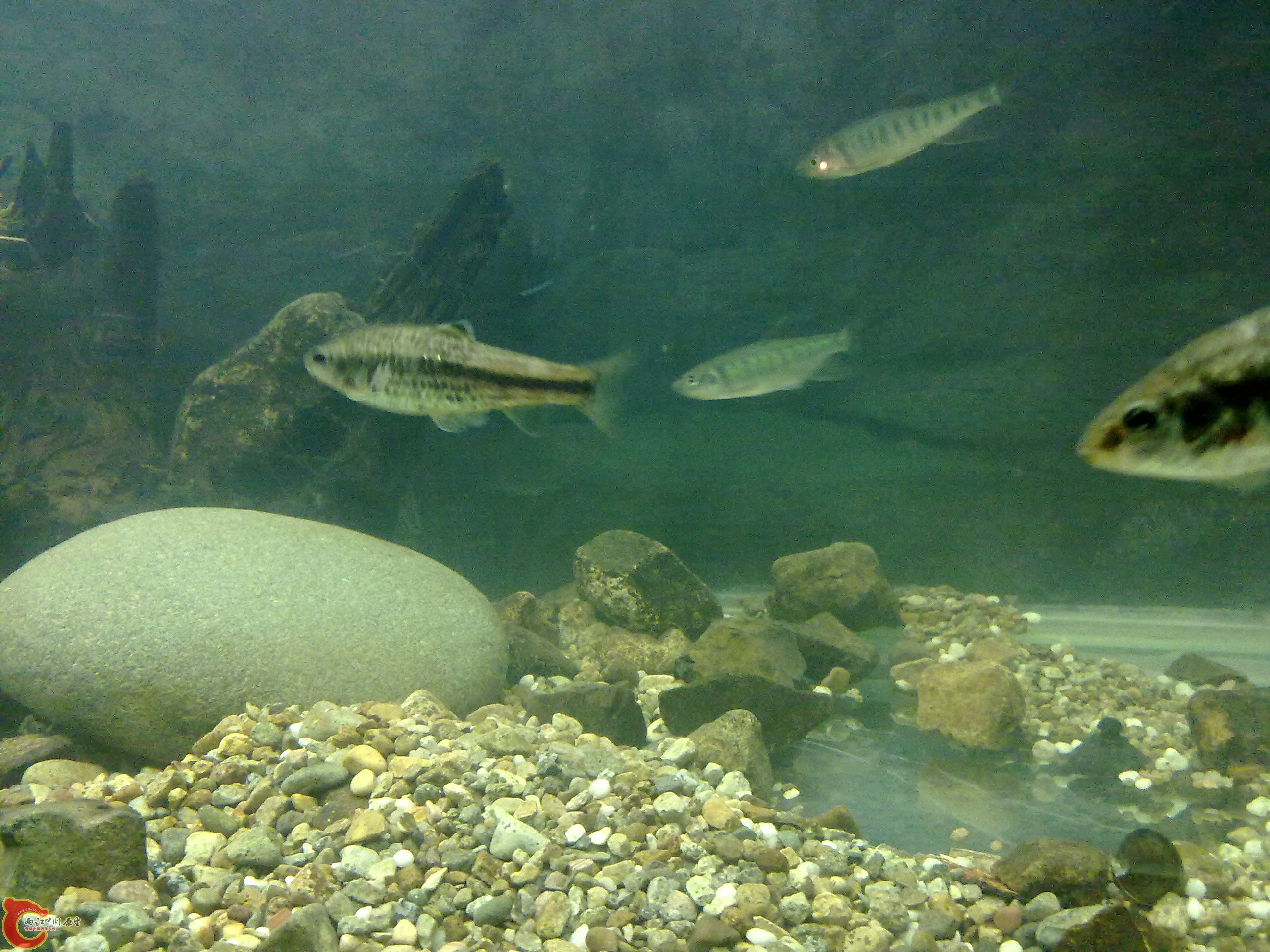 20110203584.jpg