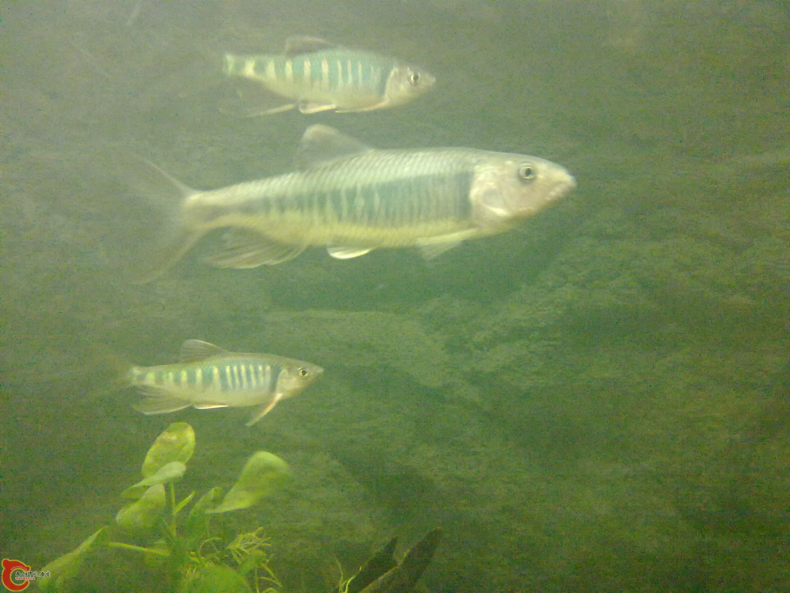 20110203606.jpg