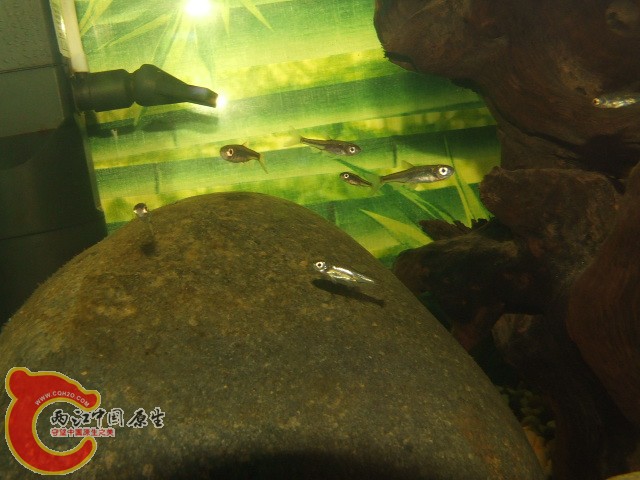 DSCF3217.JPG