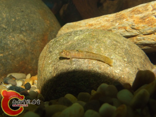 DSCF3267.JPG