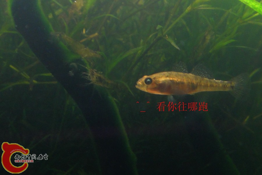飞黄DSC02567.JPG