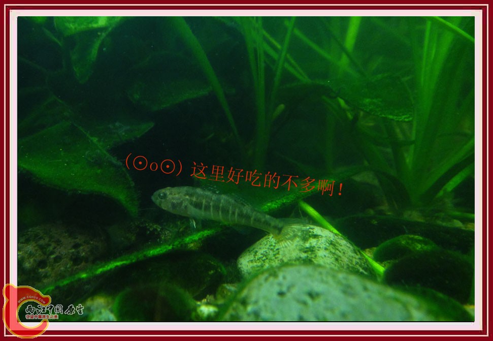 地黄DSC02525.jpg
