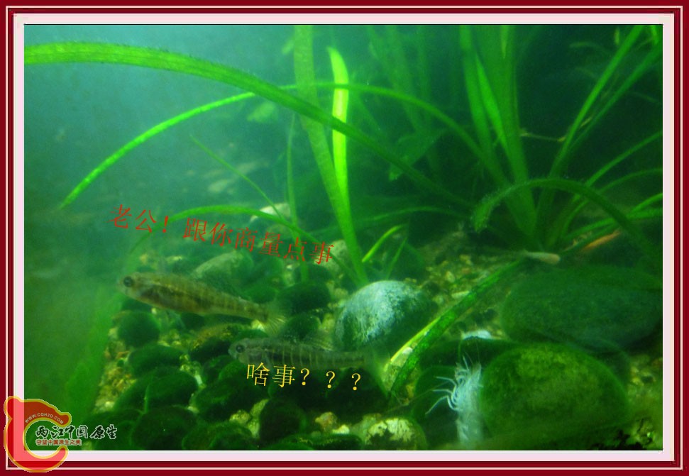 飞地黄DSC02516.jpg