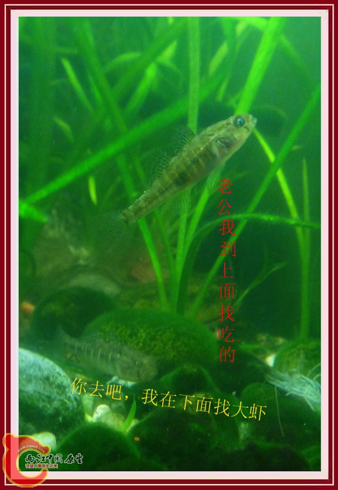 飞地黄DSC02517.jpg