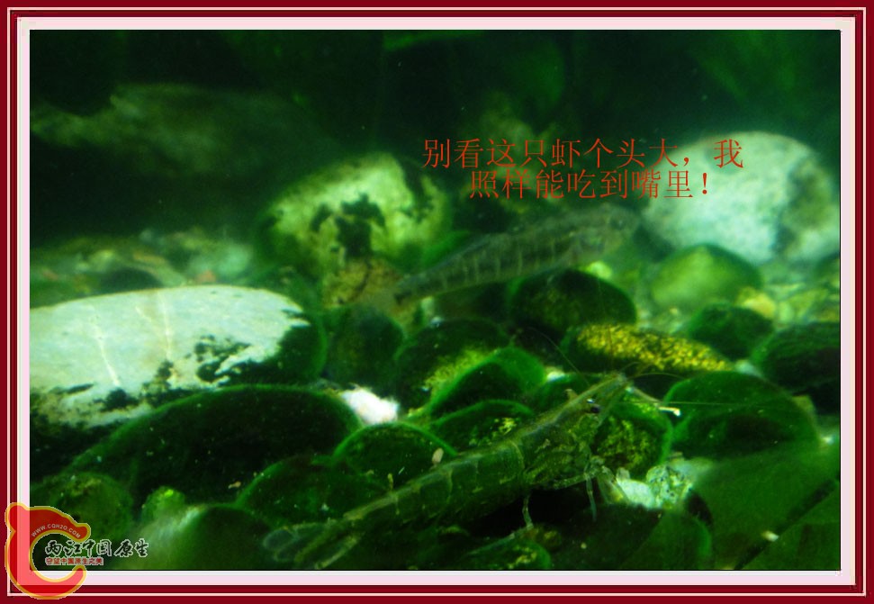 地黄DSC02524.JPG