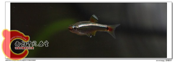 白云金丝