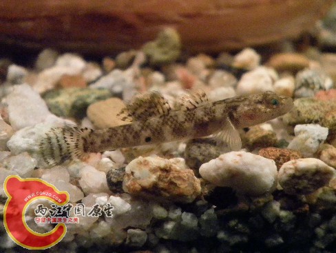 原生鱼；虾虎.2011年2月1日，4.jpg