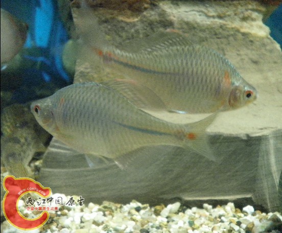 原生鱼；高体鰟皮1.jpg