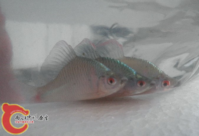 队形站的那是相当的整齐