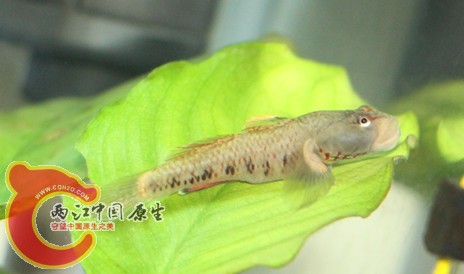 溪吻吗.jpg