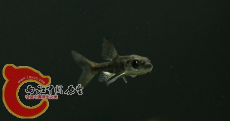 求名决定.jpg