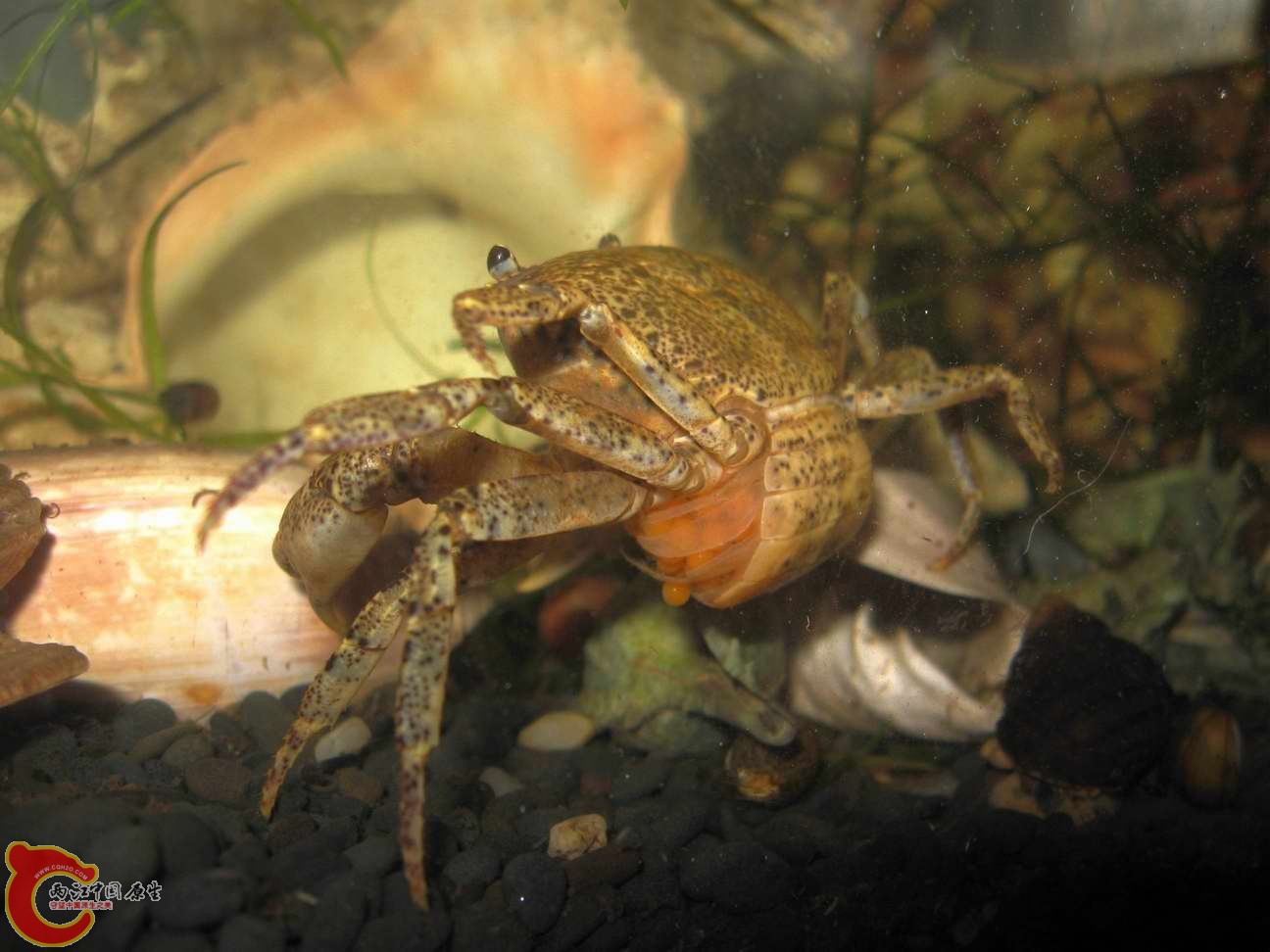 那里的蟹全都是这个花纹