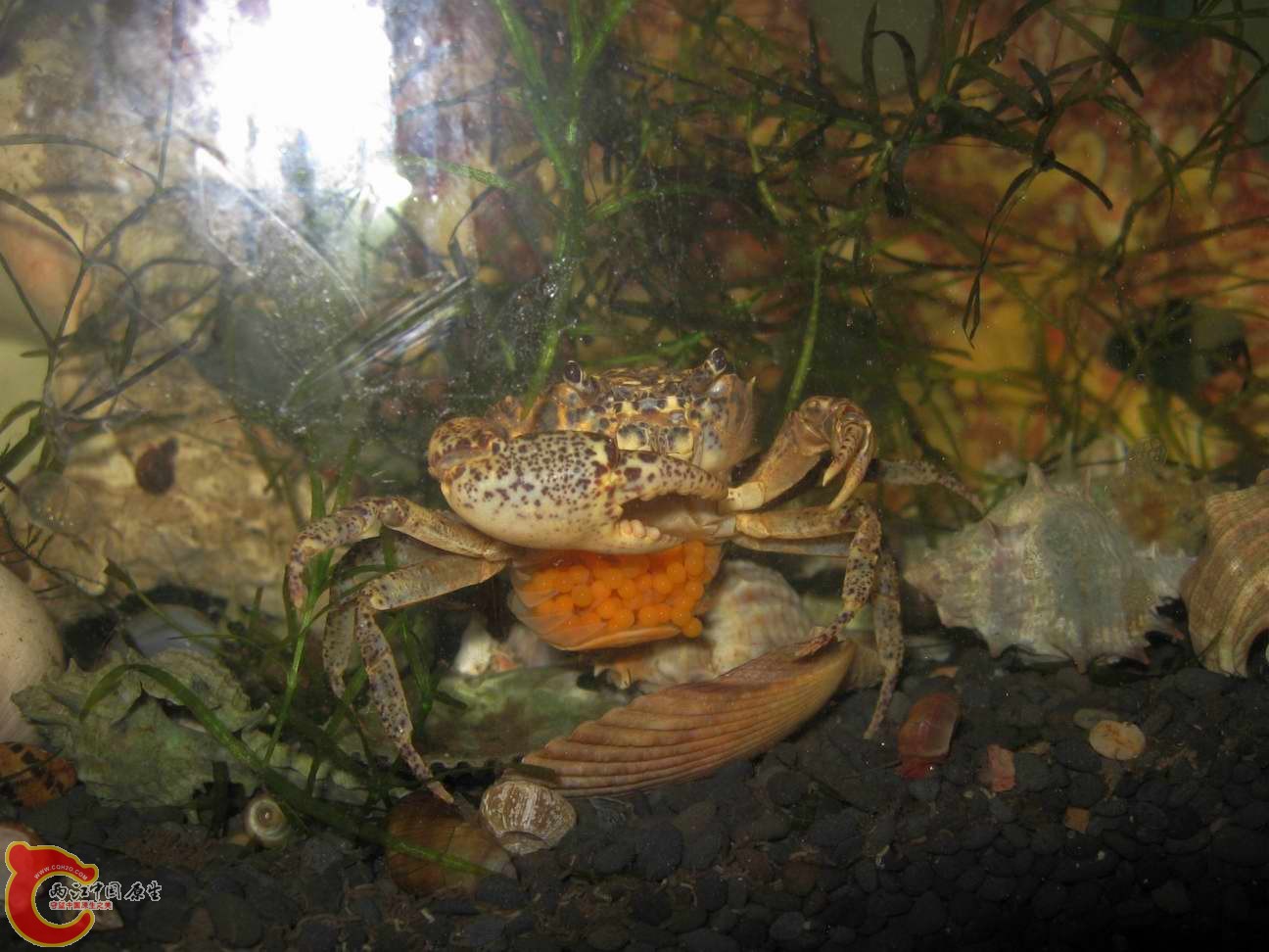 那天一起采了四只蟹,朋友拿了一只我留了三只.