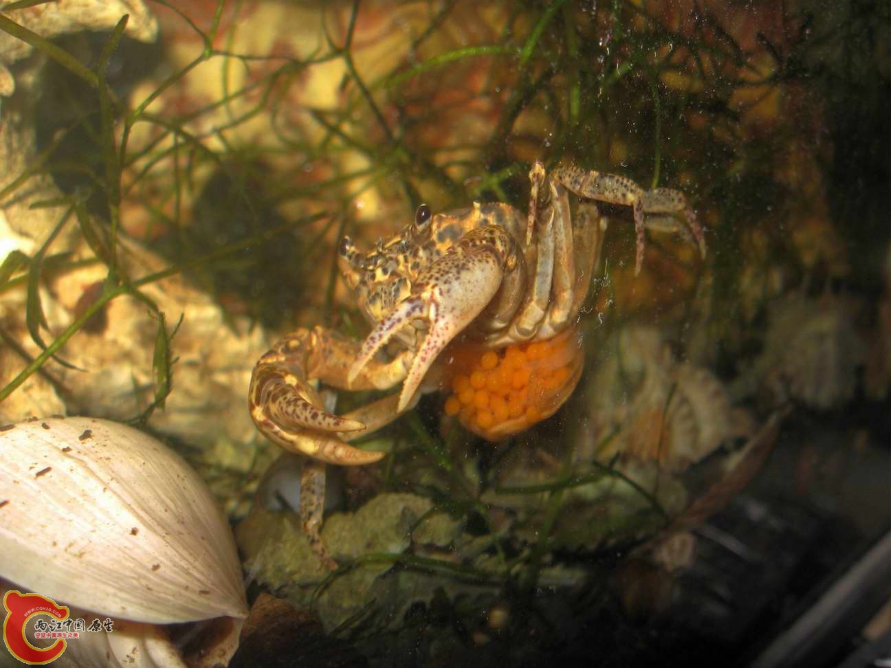 看那蟹的花似乎几特别的?