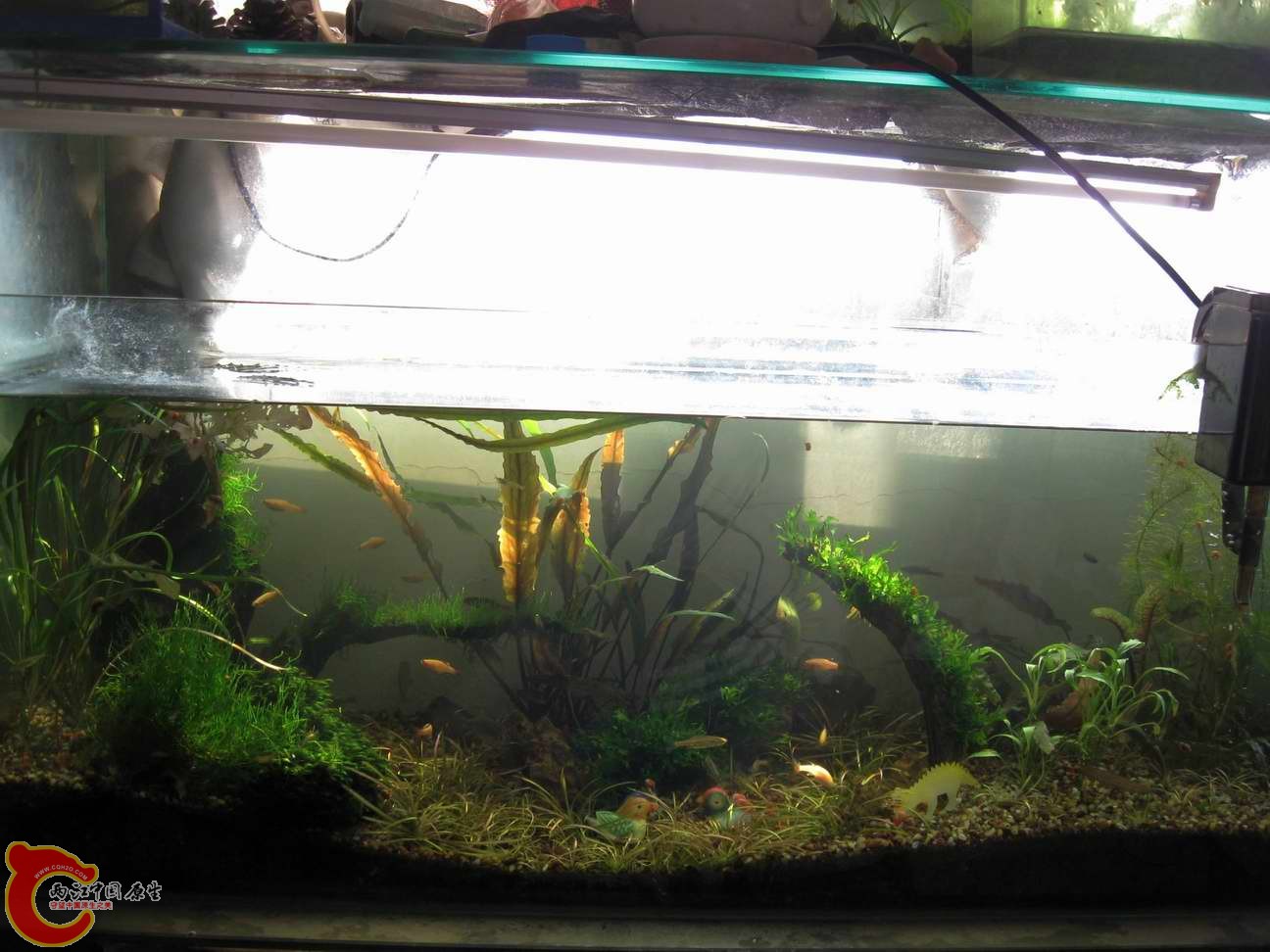 顺便晒一下我窗缸,窗缸就好平时不用管多少的草也能活...