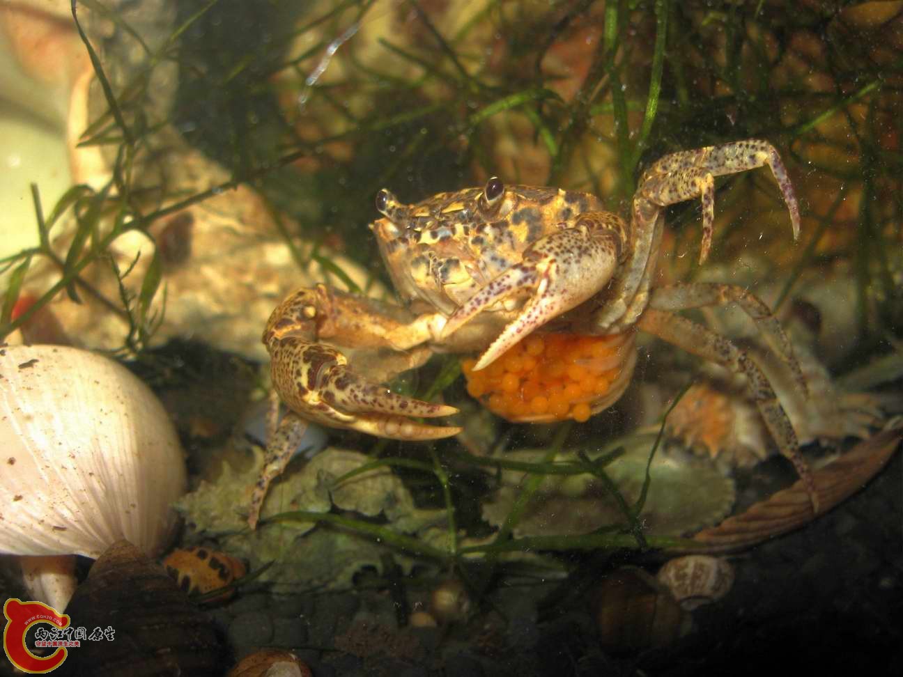 剩下的两只还是算几好养的.