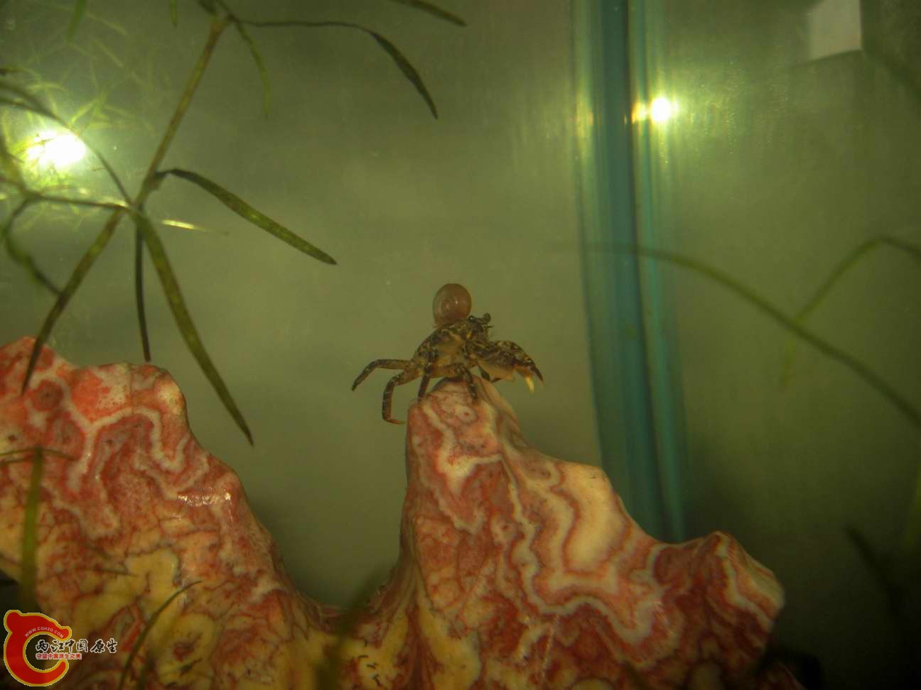 除了有一只在拿回来的第二天以仙去外