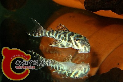 P1120113(400A).jpg