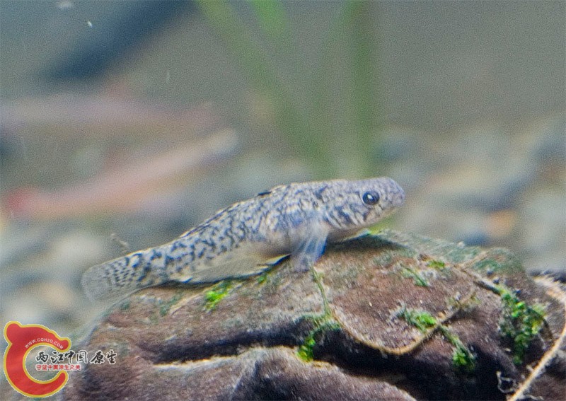 虾虎7.jpg