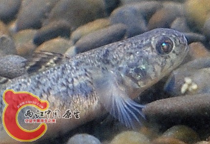 虾虎2.jpg