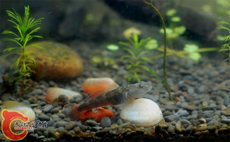 虾虎3.jpg