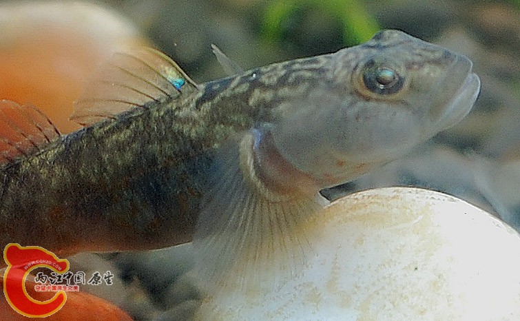 虾虎4.jpg