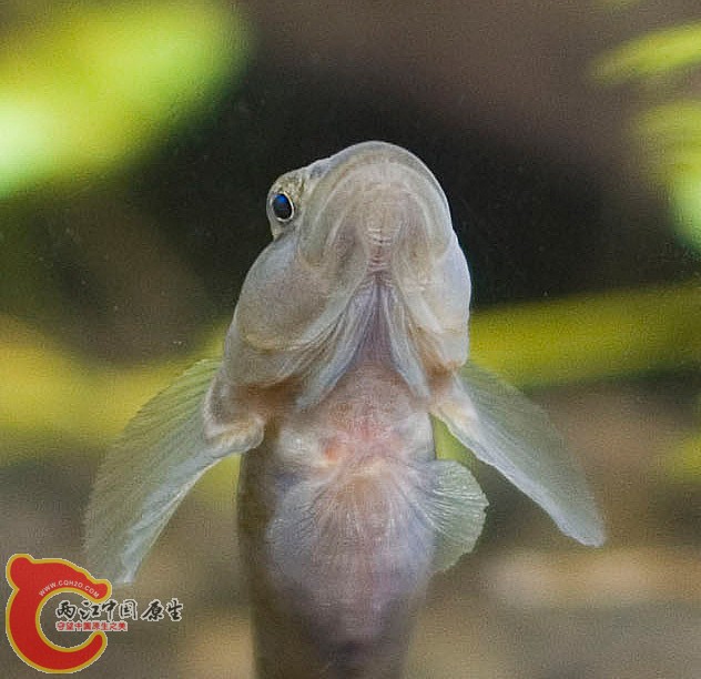 虾虎6.jpg