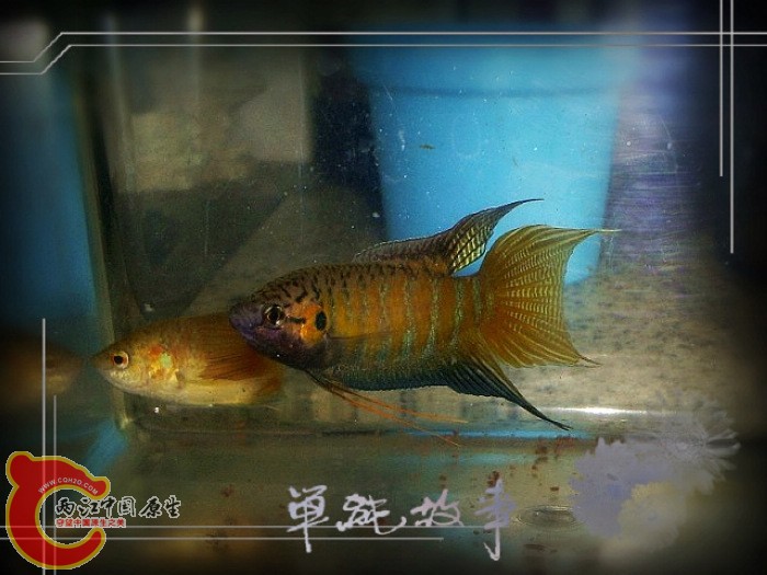 S5030008。.jpg