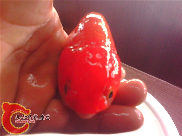 IMG0038A_副本.jpg