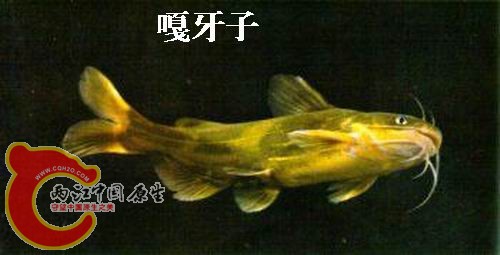 嘎牙子.jpg