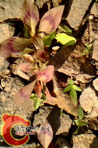 IMG0126A.jpg