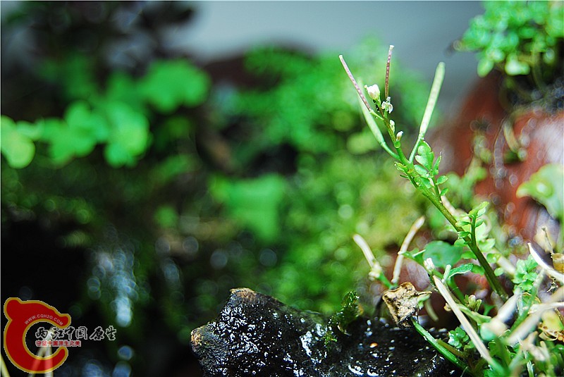 DSC_0759_副本.jpg