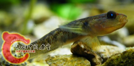 小虾虎