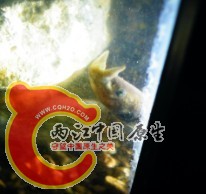 角蟾蝌蚪