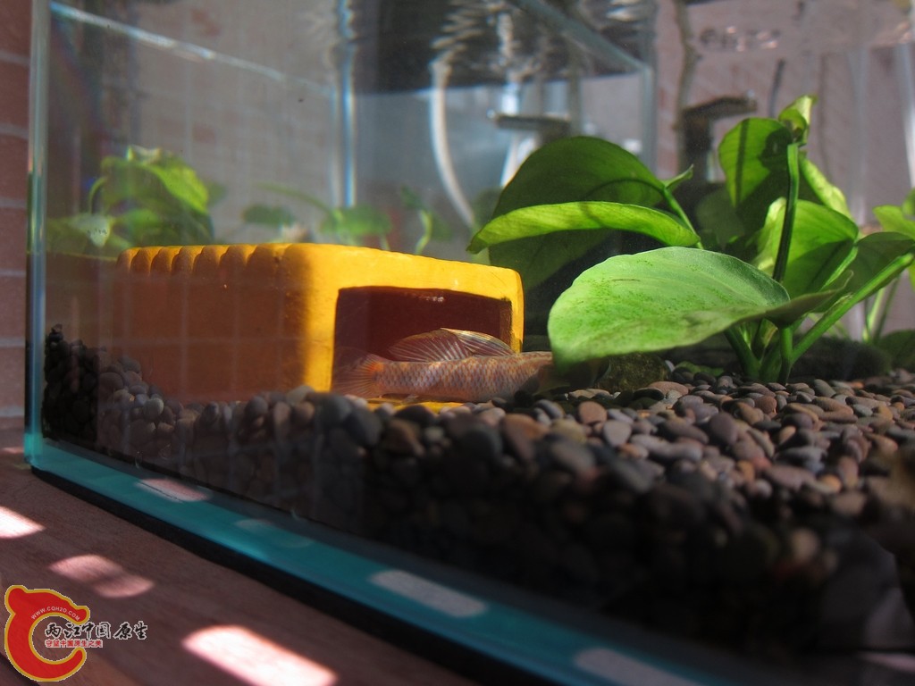 FISH-w0046.JPG