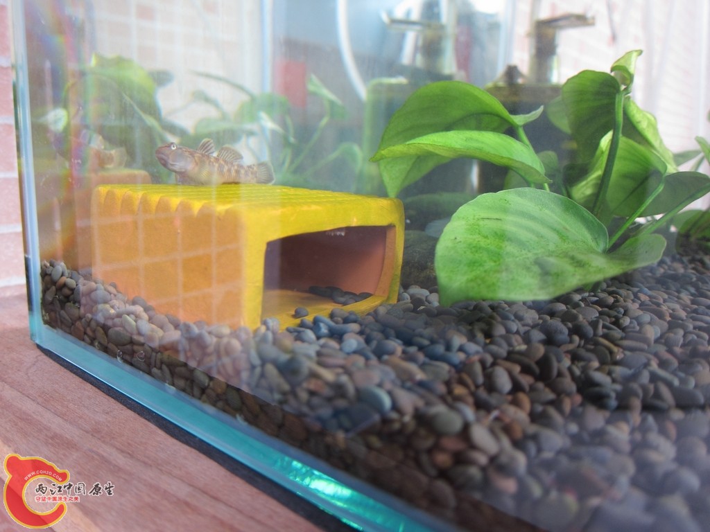 FISH-w0057.JPG